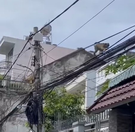 khỉ ở vũng tàu ảnh 2 khi o vung tau anh 2
