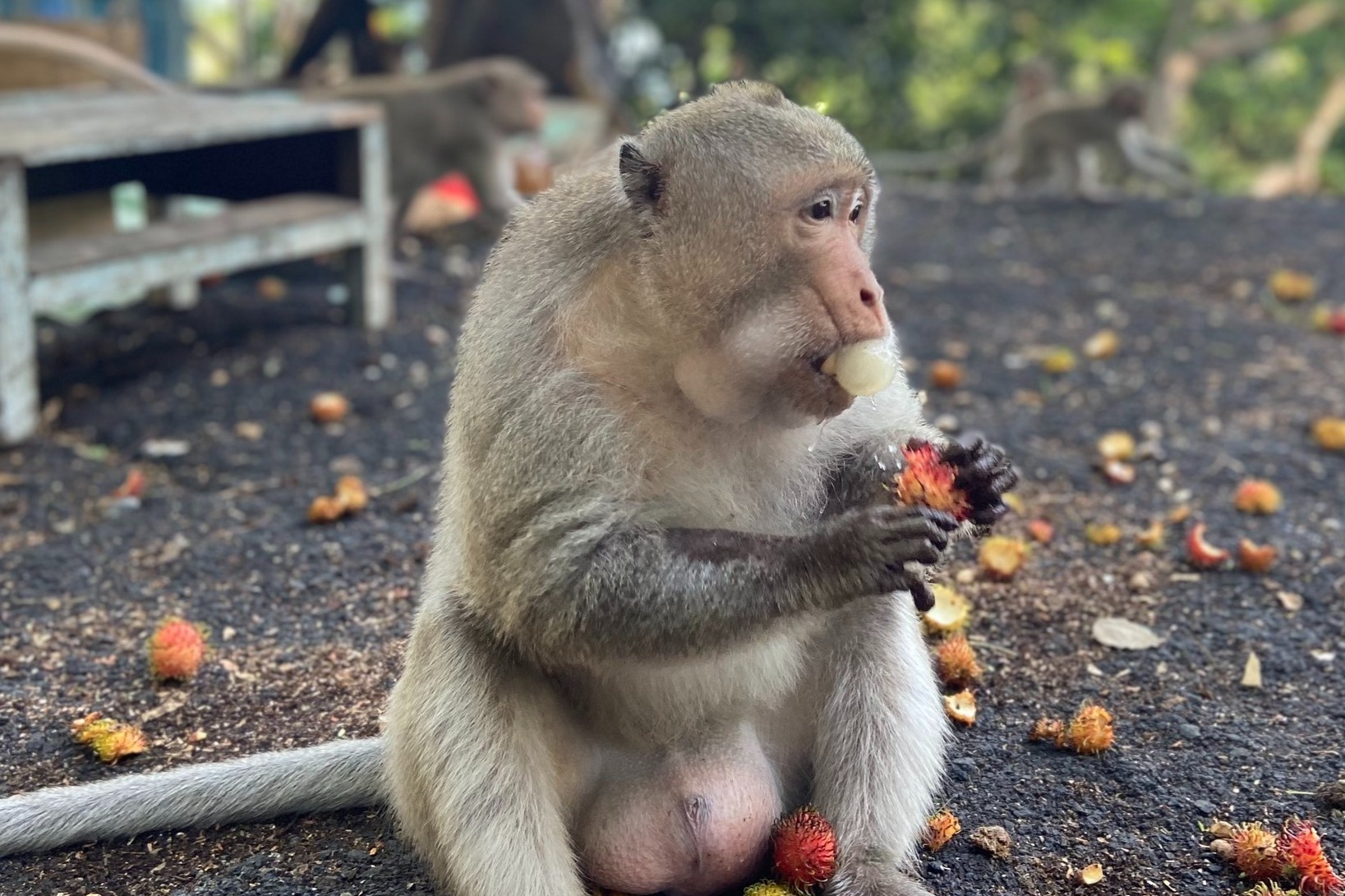 Vung Tau tim cach lua khi ve nui hinh anh