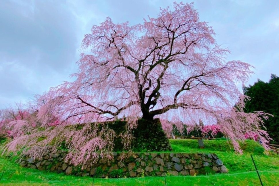 Cay anh dao 300 tuoi o Nhat Ban hinh anh
