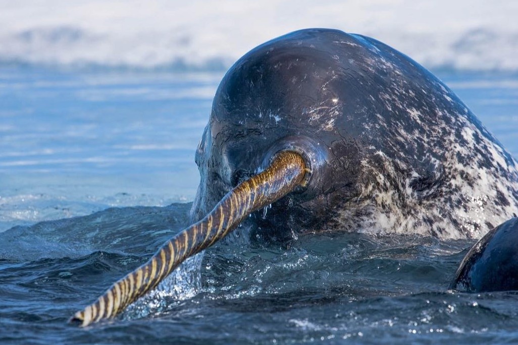 Loai ca moc sung nhu ky lan trong truyen thuyet hinh anh