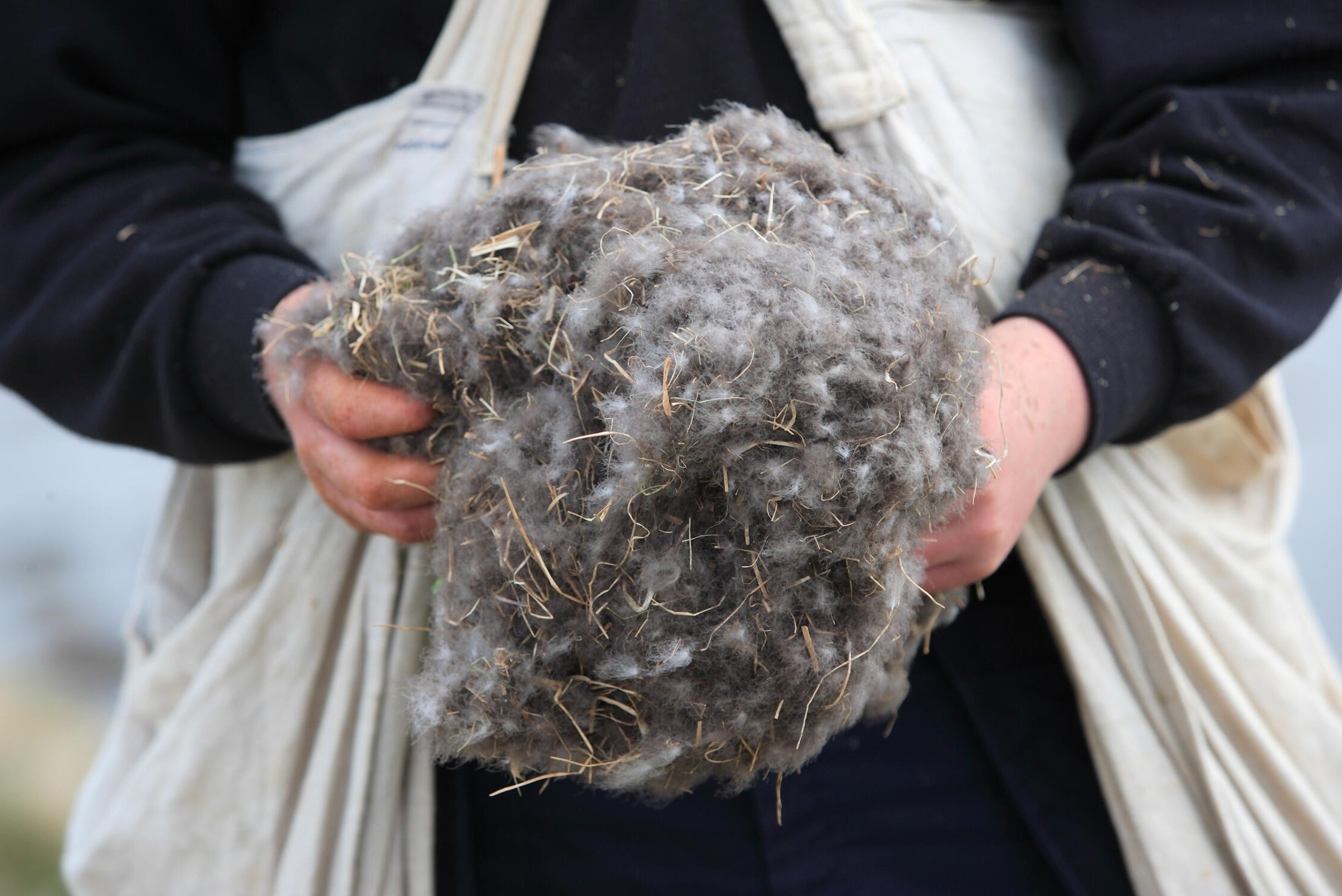 Loai long vit quy hiem bac nhat the gioi hinh anh