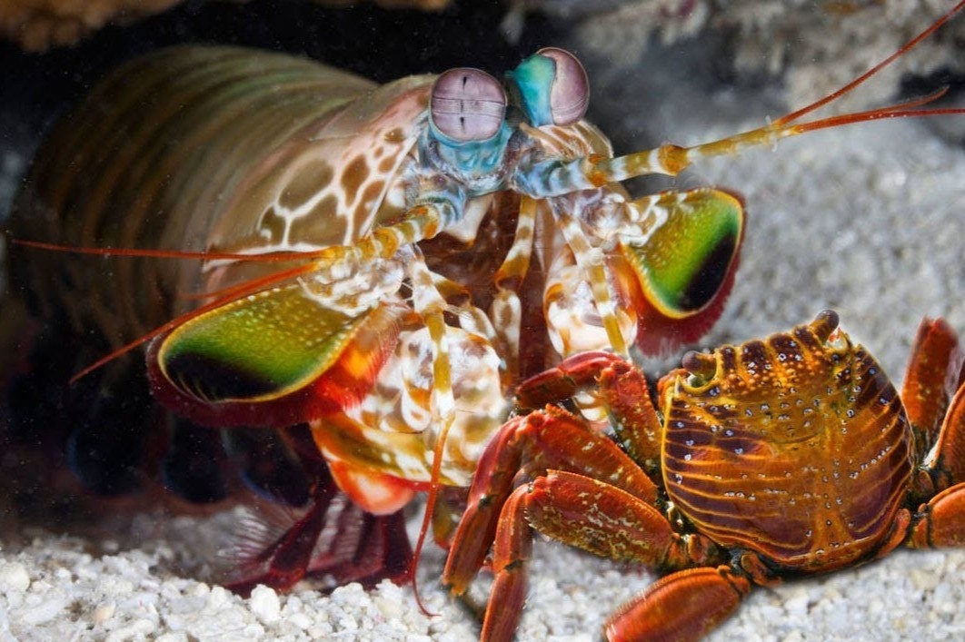 Loai tom co cu bung lam gay cang cua hinh anh