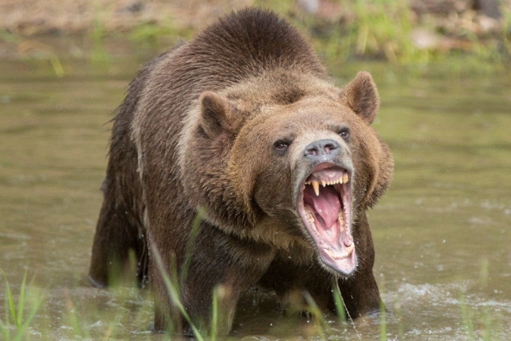 3 du khach bat luc nhin ban bi gau giet chet hinh anh