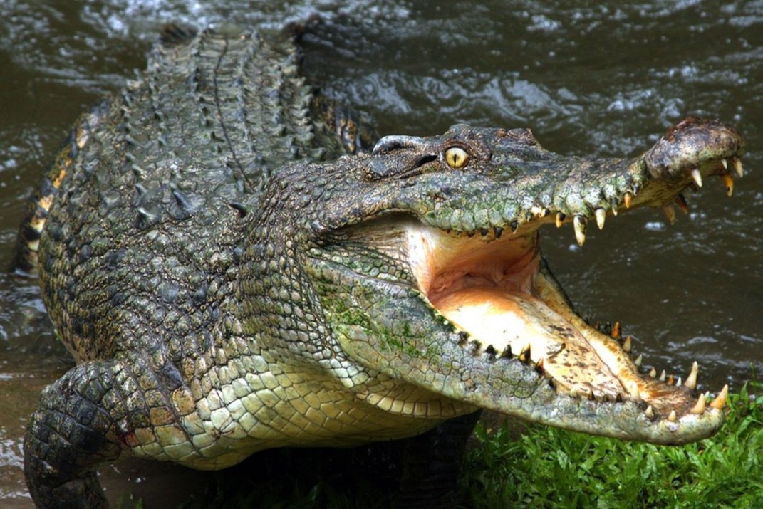 Di tam dem, du khach bi ca sau ngoam chan hinh anh