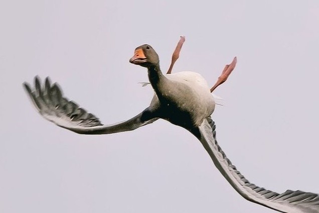 Anh ngong bay lon nguoc dau hinh anh