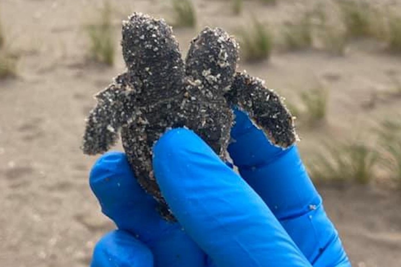 Phat hien rua 2 dau tren bien hinh anh