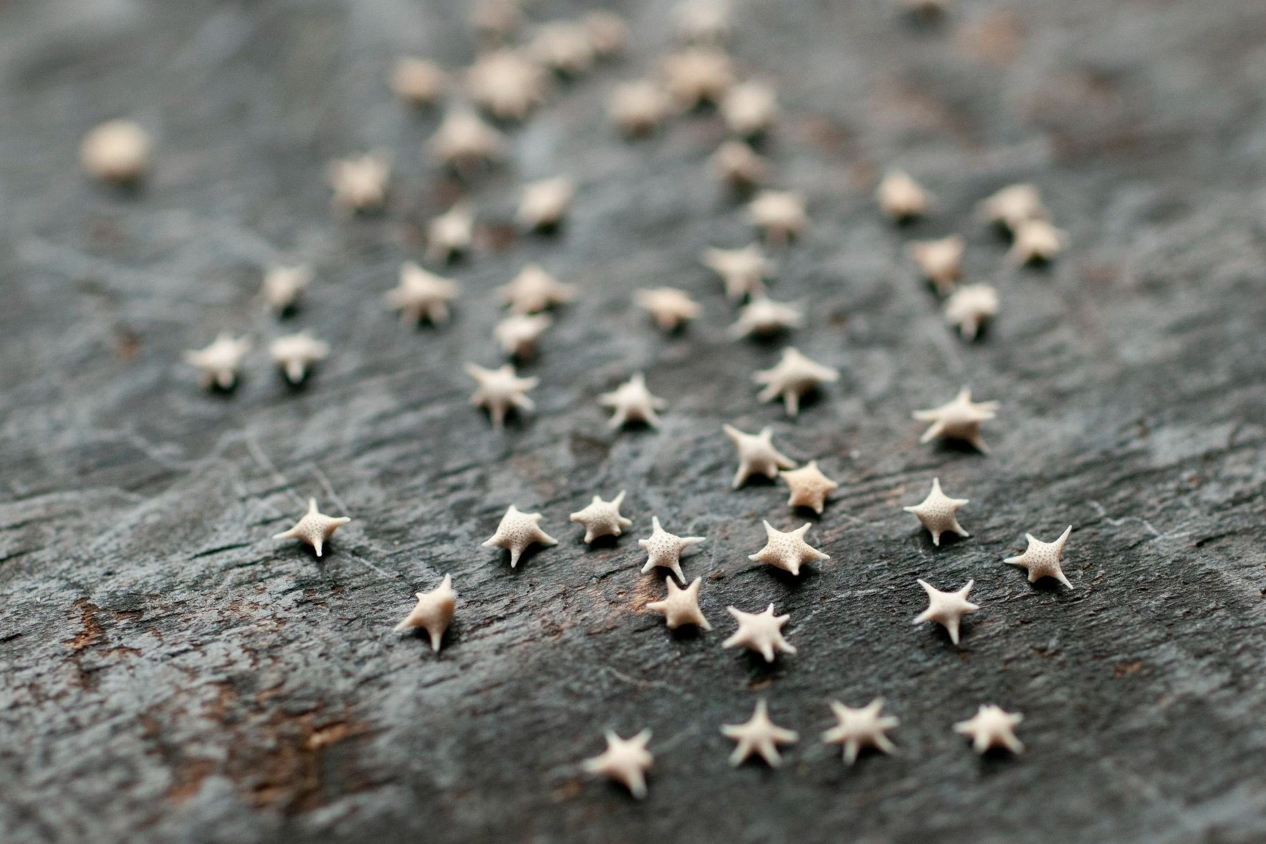 'Cat bien' hinh ngoi sao hiem bac nhat the gioi hinh anh