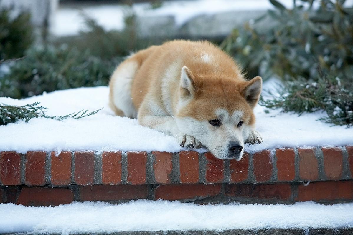 tượng chó hachiko ảnh 2 tuong cho hachiko anh 2