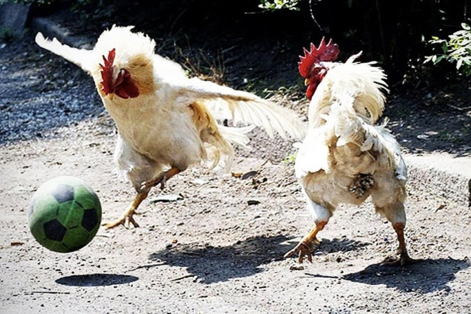 Ga co tri nho tot, biet ngu mo nhu con nguoi hinh anh