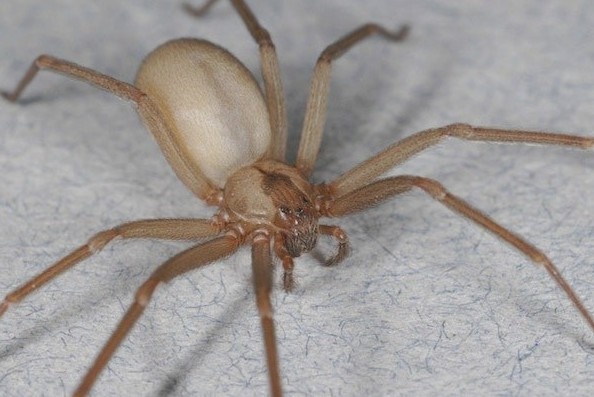 Du khach phai cat ngon tay vi bi nhen doc can hinh anh