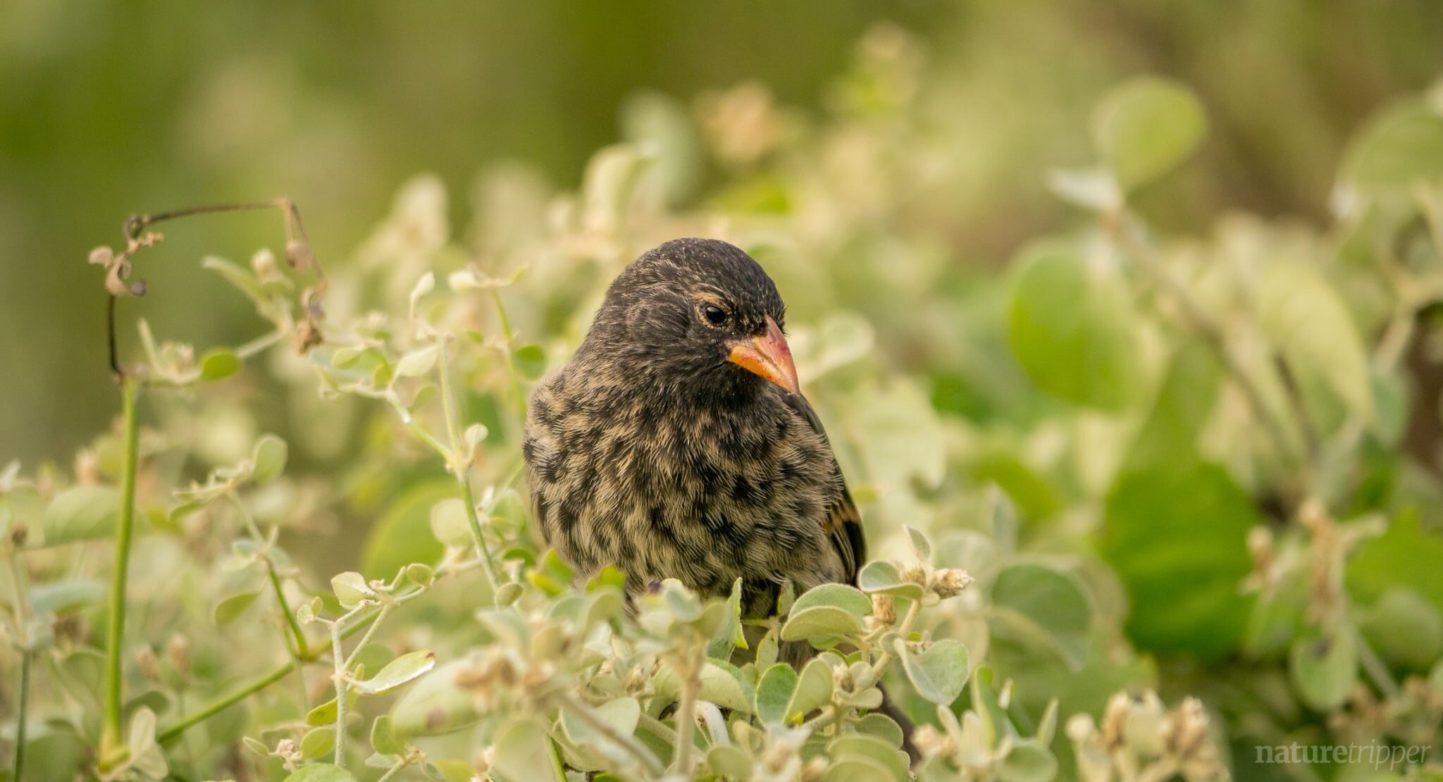 chim se ma ca rong anh 7