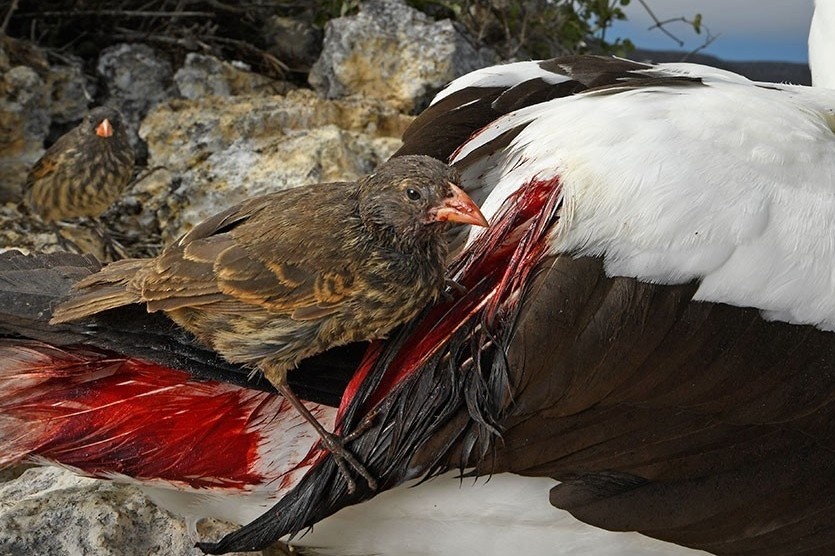 Loai chim tien hoa de uong mau sinh ton hinh anh