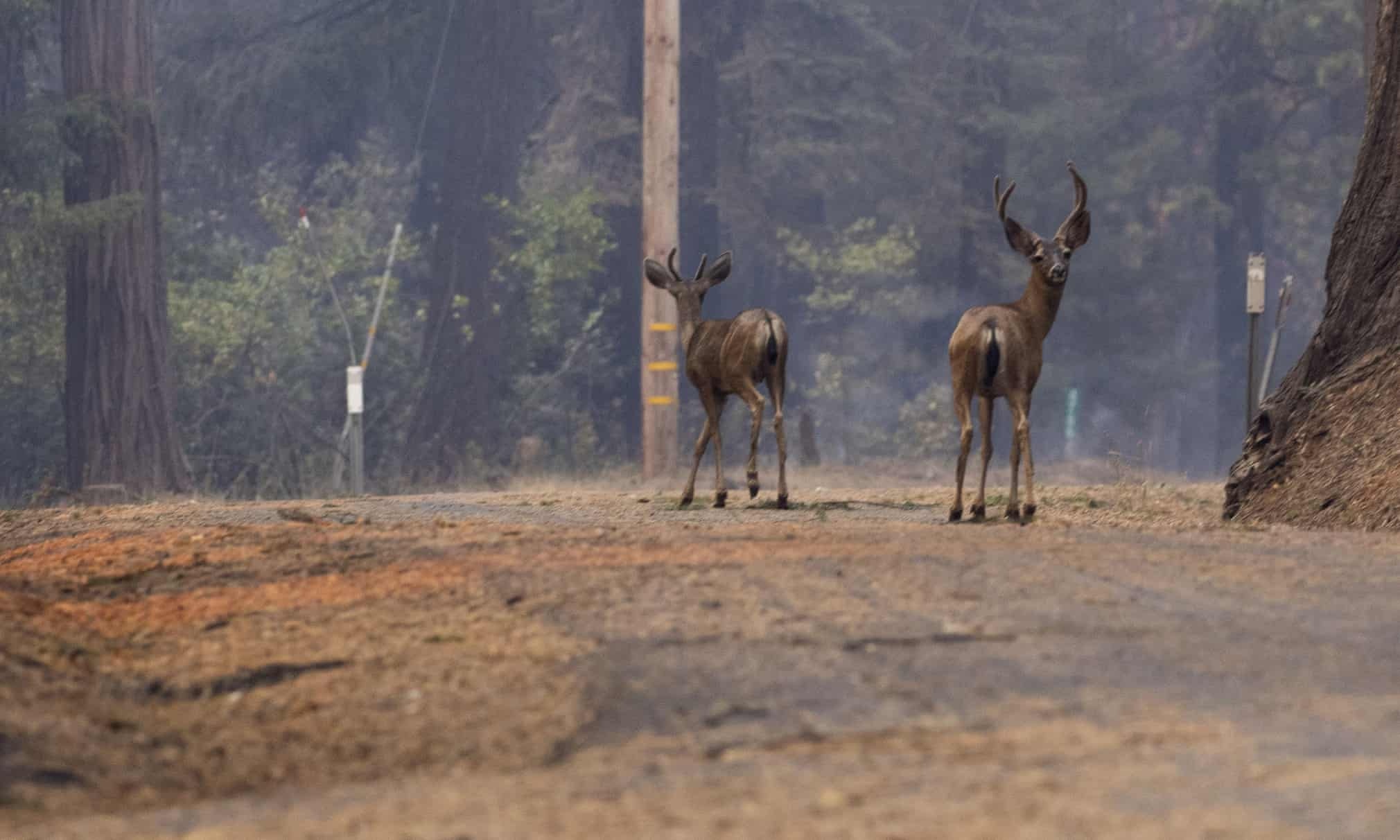 chay rung o my anh 8