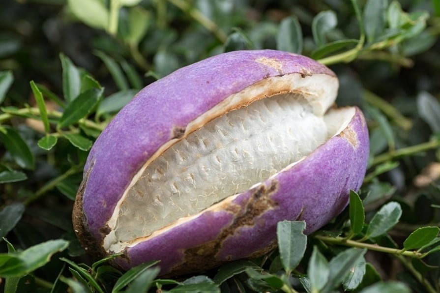 Loai qua ruot chuoi, mui giong chocolate cua Nhat Ban hinh anh