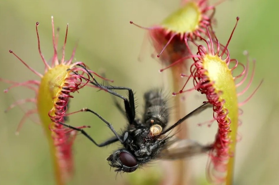 Cay an thit hoi sinh o Anh hinh anh