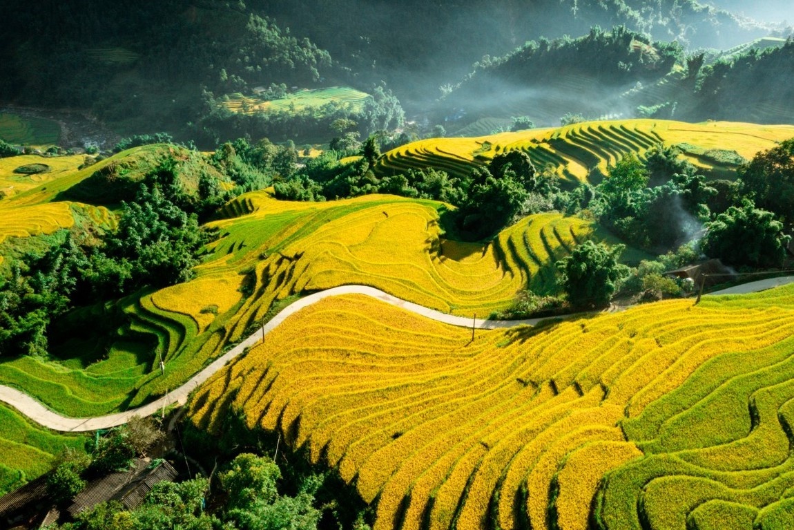 Mua lua chin vang lang o Sa Pa hinh anh