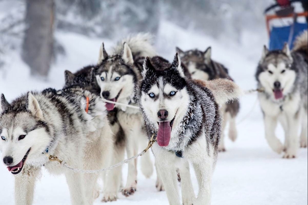 Dan cho husky cuu ca thi tran khoi benh dich hinh anh