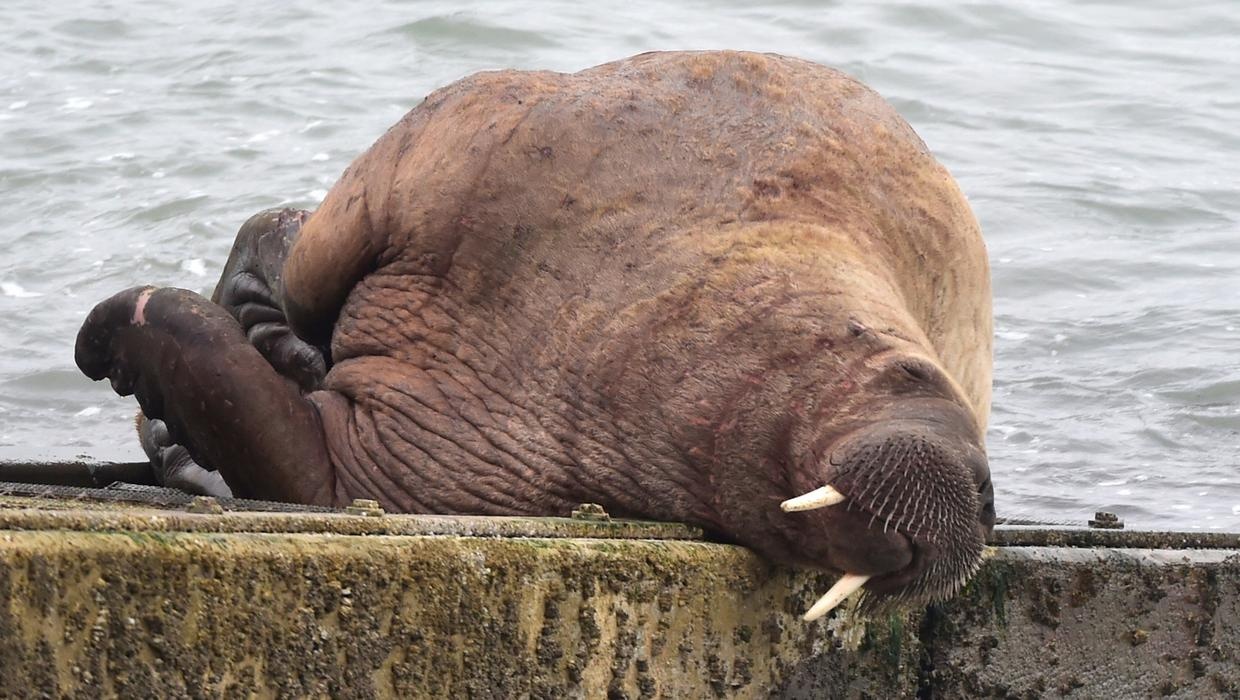 hai ma ngu quen tren bang anh 1