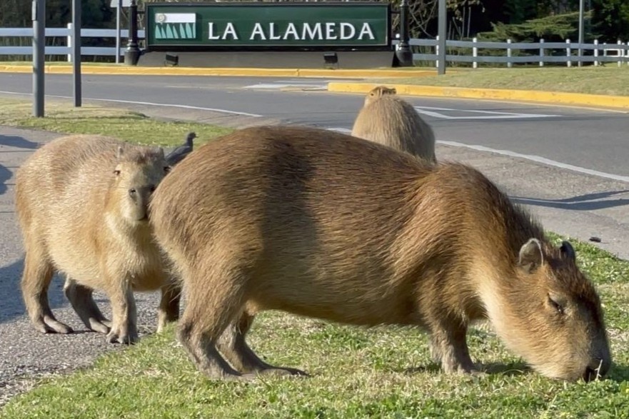 Chuot khong lo xam chiem khu nha giau o Argentina hinh anh
