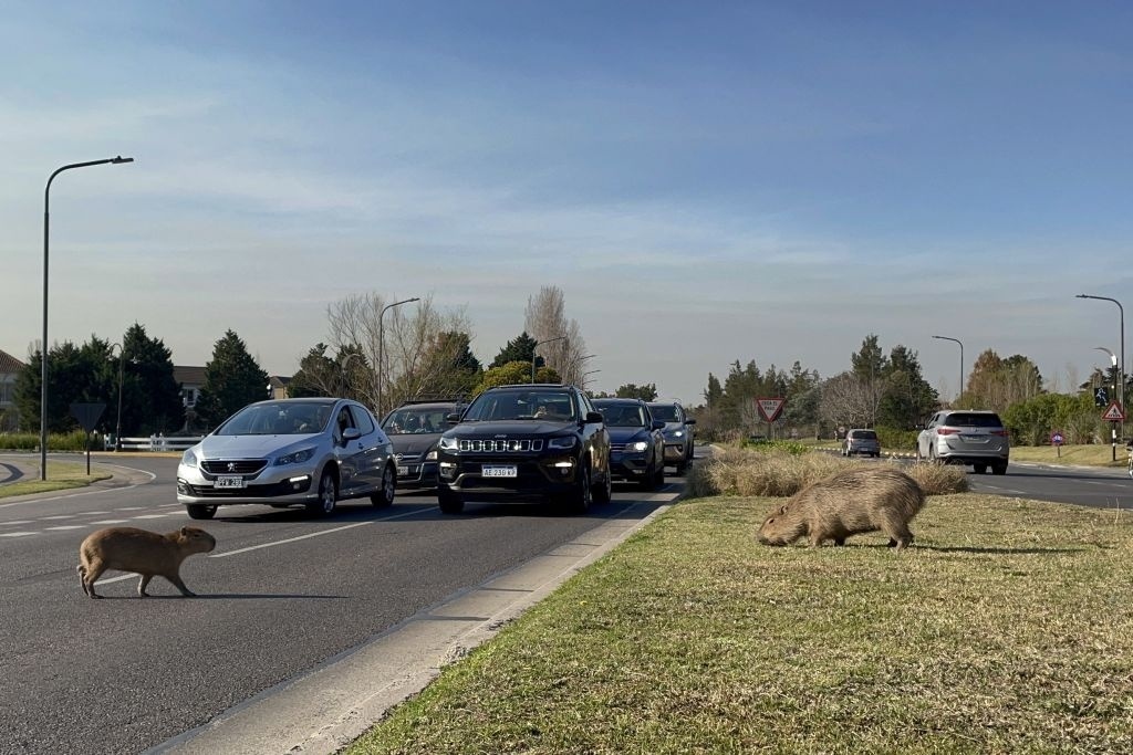 chuot khong lo anh 4