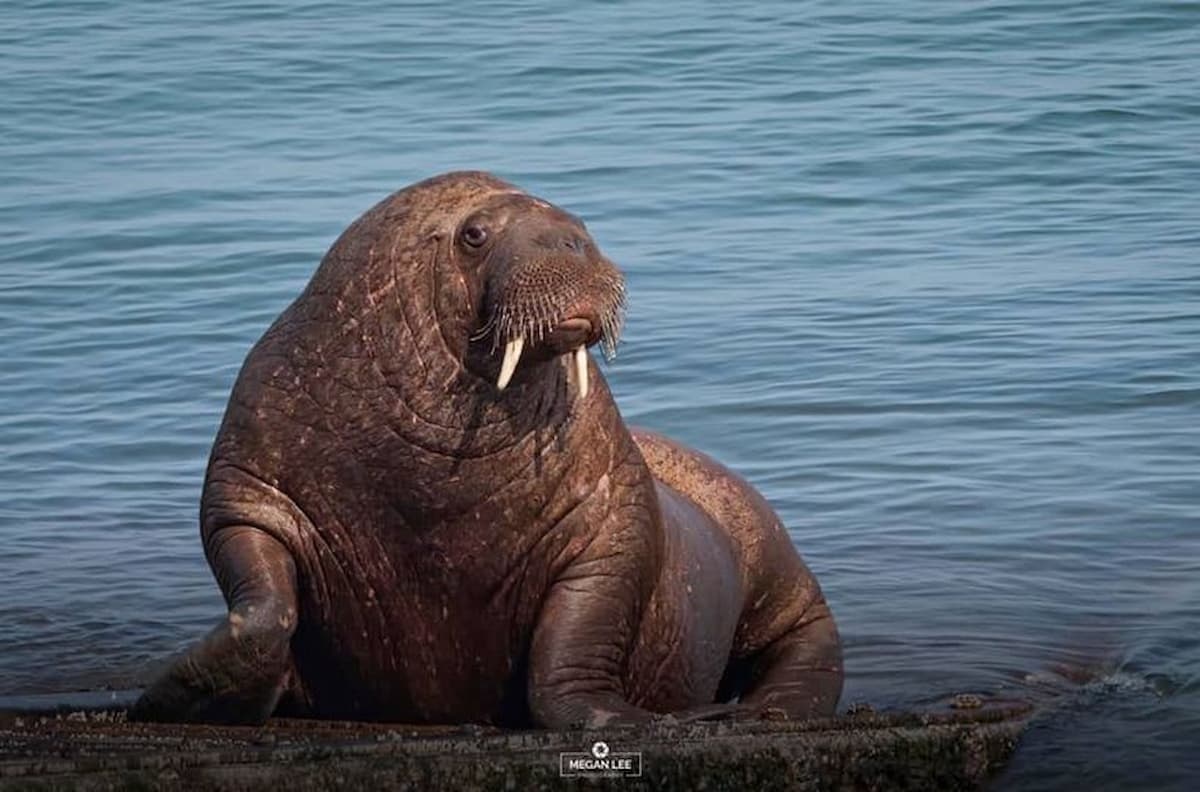 hai ma ngu quen tren bang anh 5