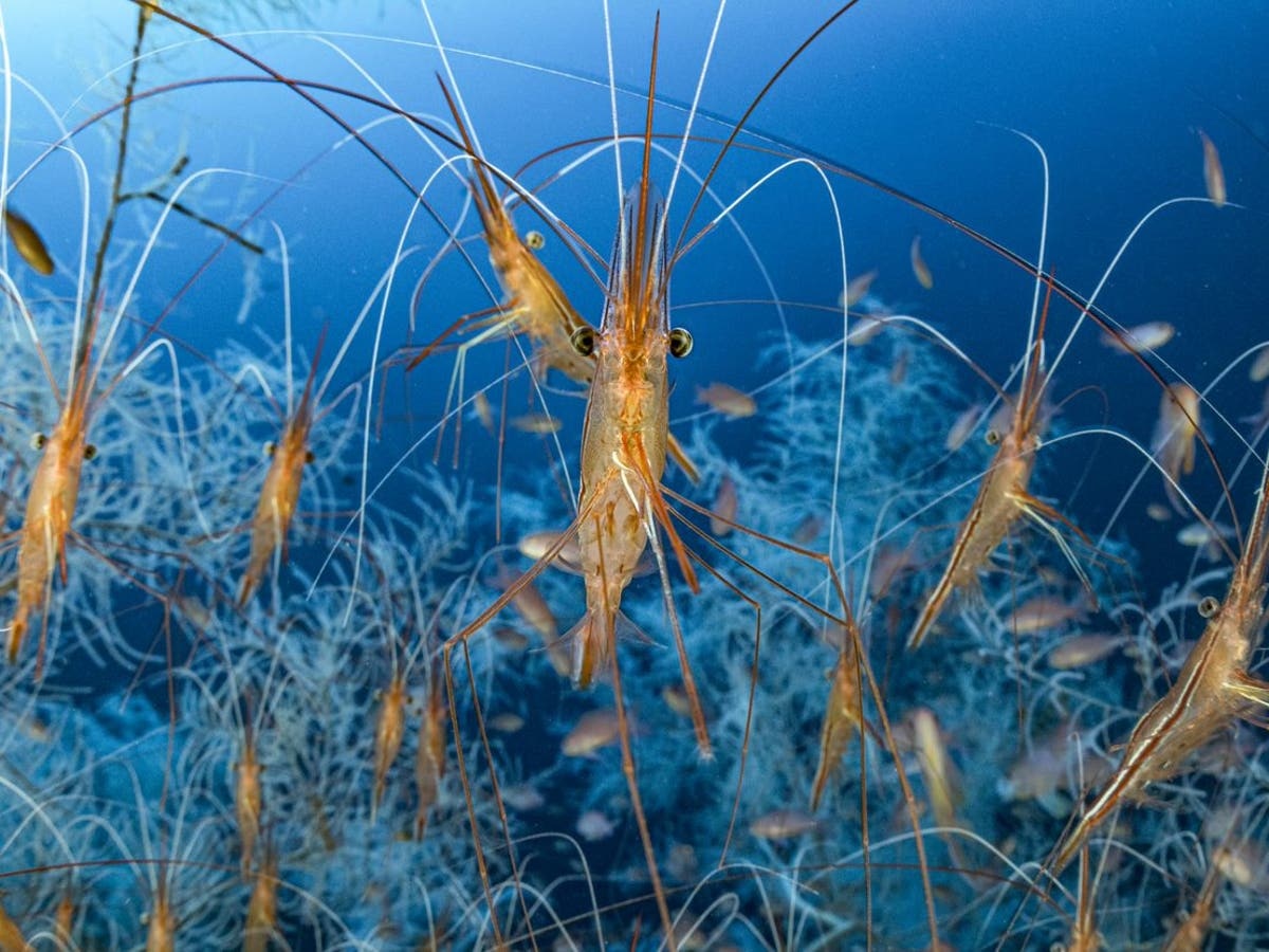 anh thien nhien anh 6