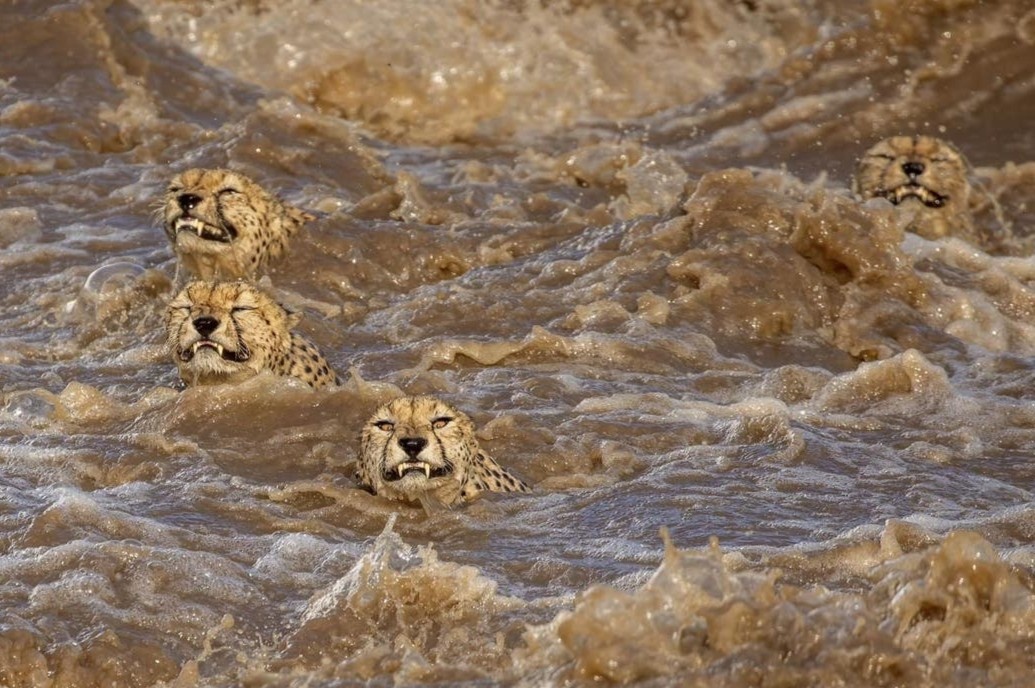 Canh dan bao vuot song vao top anh thien nhien hoang da hinh anh