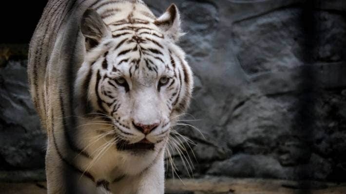 dong vat mac covid-19 anh 1