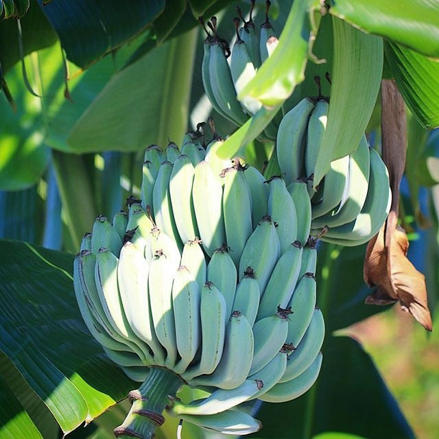 chuoi mau xanh anh 6