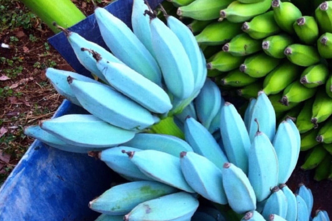 Su that ve qua chuoi xanh hinh anh