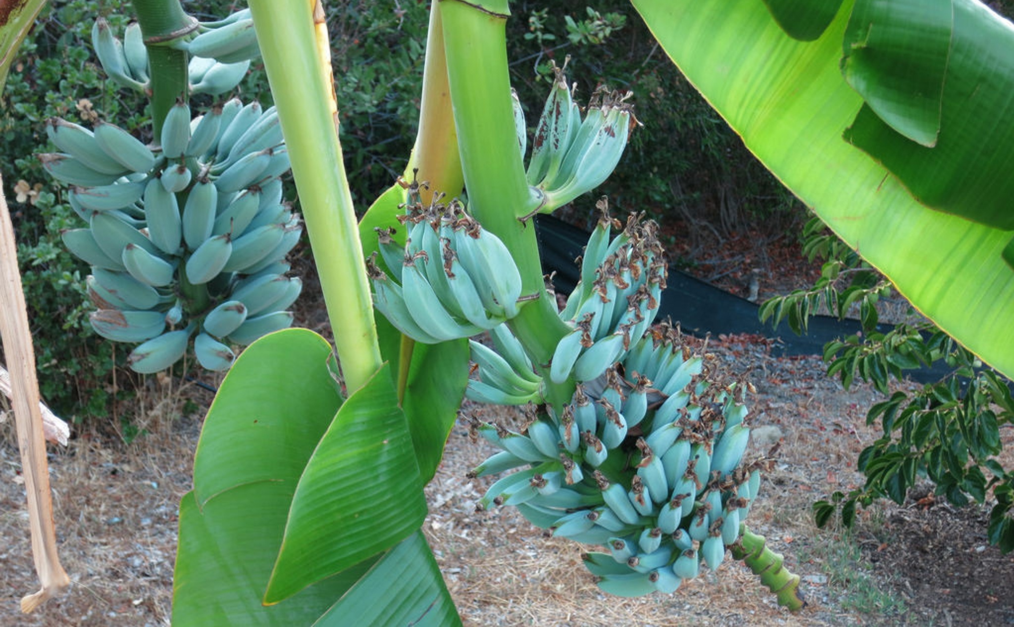 chuoi mau xanh anh 3