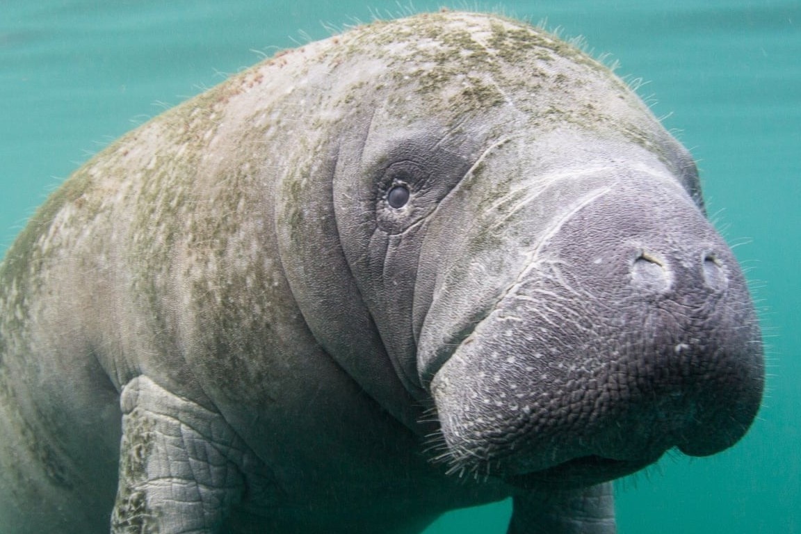 Loai lon bien nang 600 kg tien hoa tu voi hinh anh