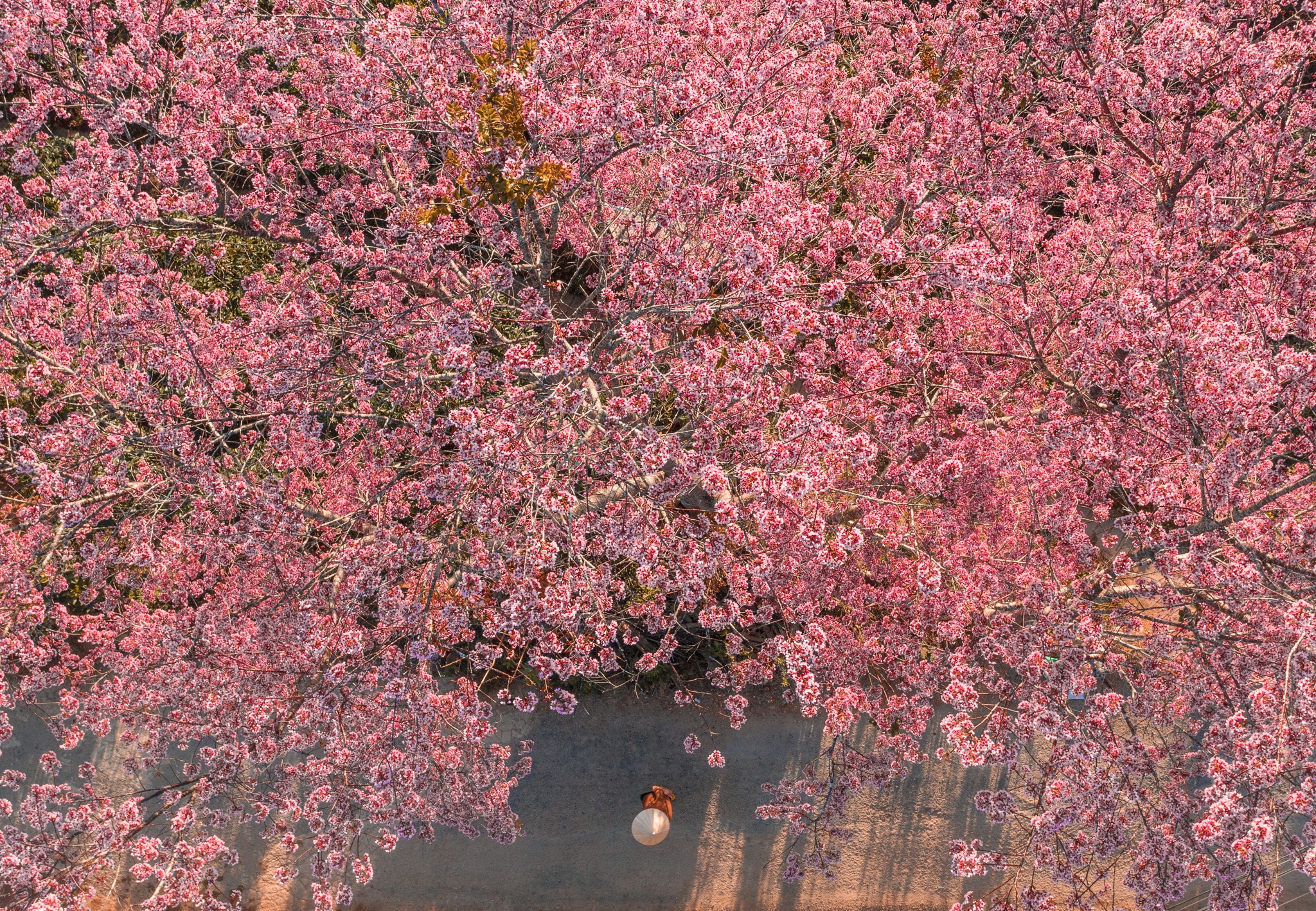 anh dep viet nam anh 5