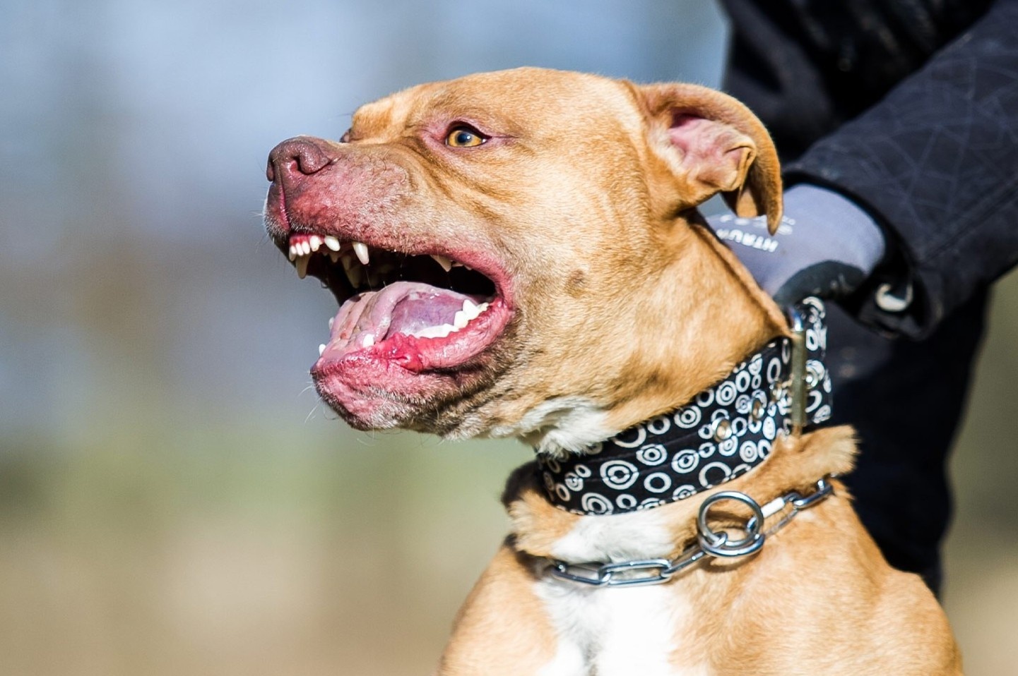 Cho nha can chet dong vat trong cong vien o Anh hinh anh