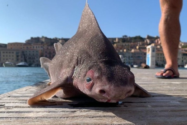 Bat duoc ca map mat lon o Italy hinh anh