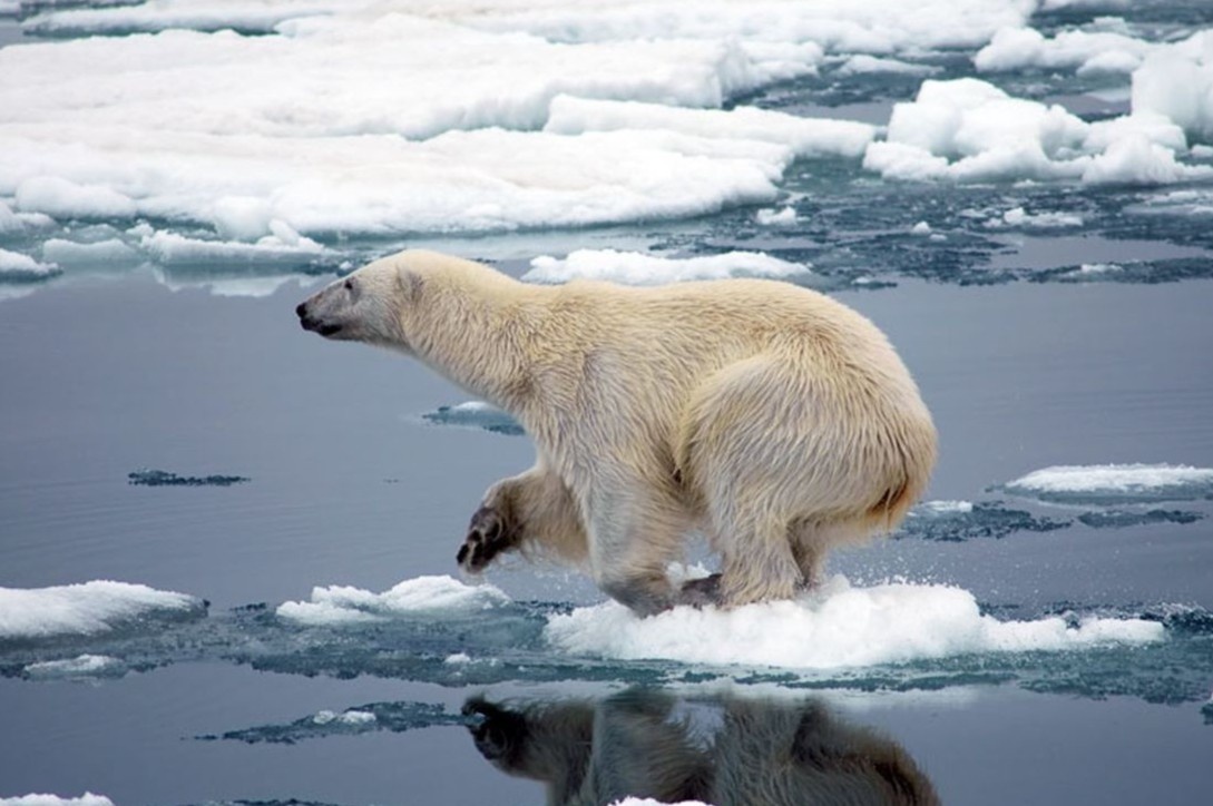 Canh hiem thay bao hieu gau Bac Cuc sap tuyet chung hinh anh