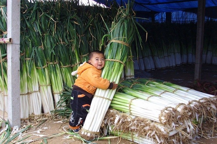 Vung dat cua nhung cay hanh la cao nhat the gioi hinh anh