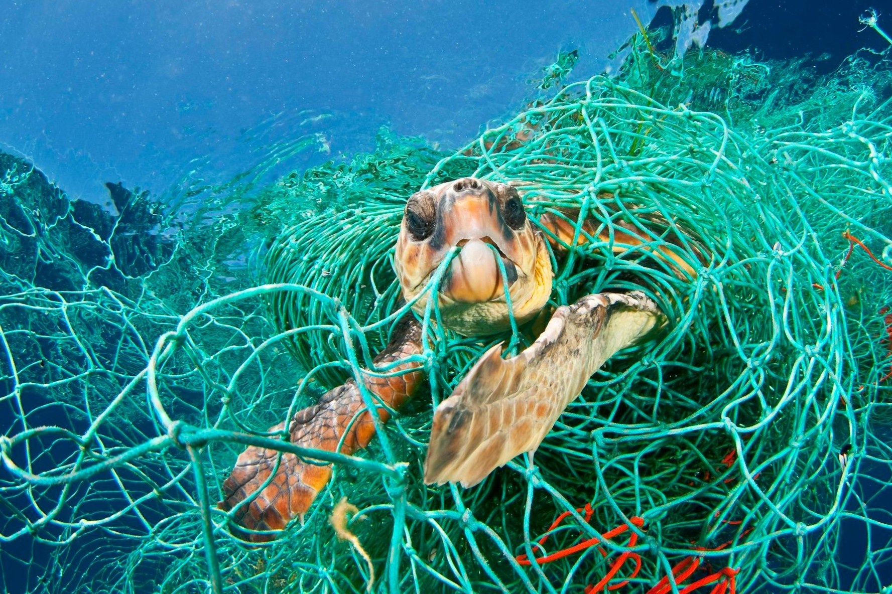 Luoi ma - sat thu an minh duoi dai duong hinh anh