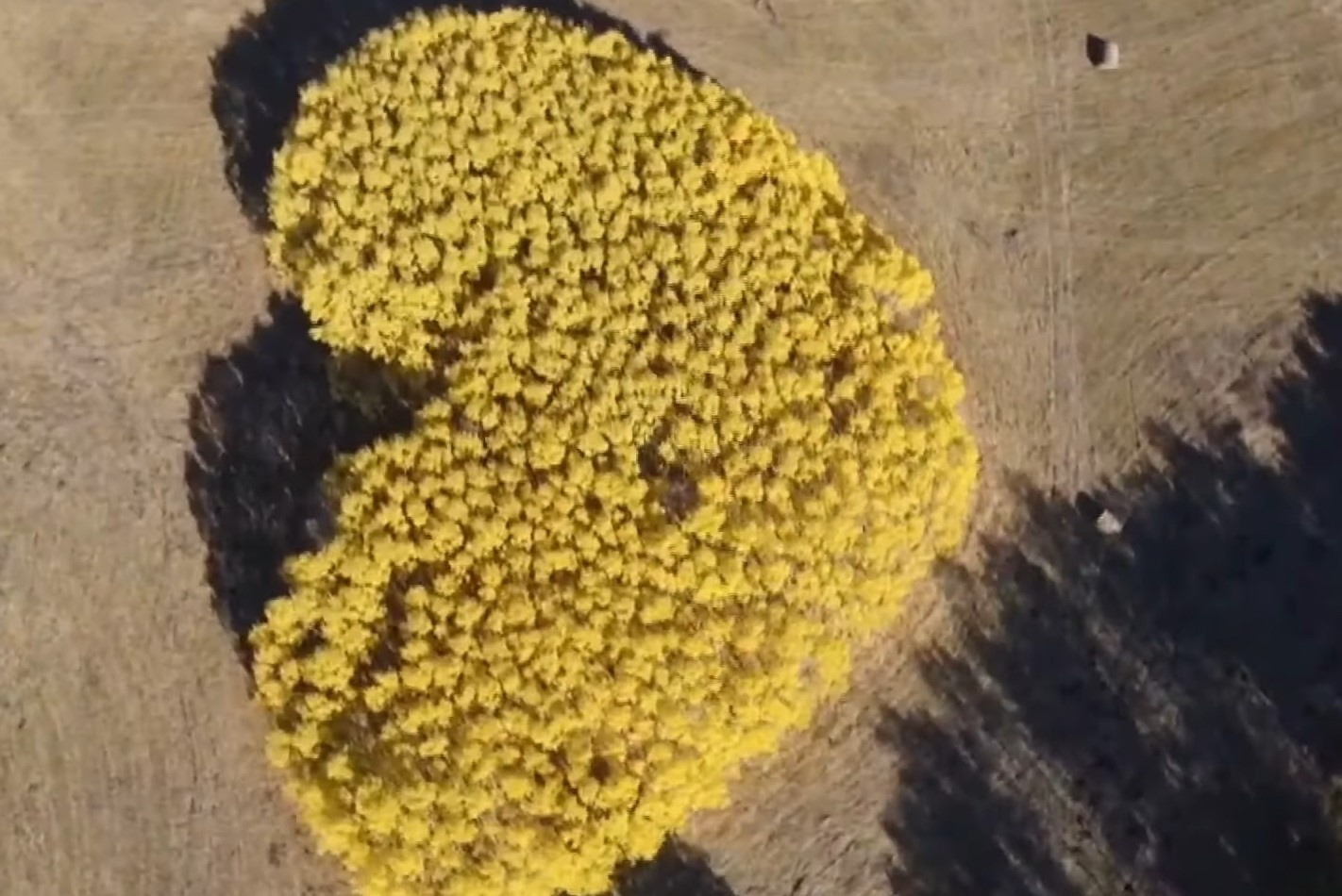 Rung doi hinh trai tim o Trung Quoc hinh anh