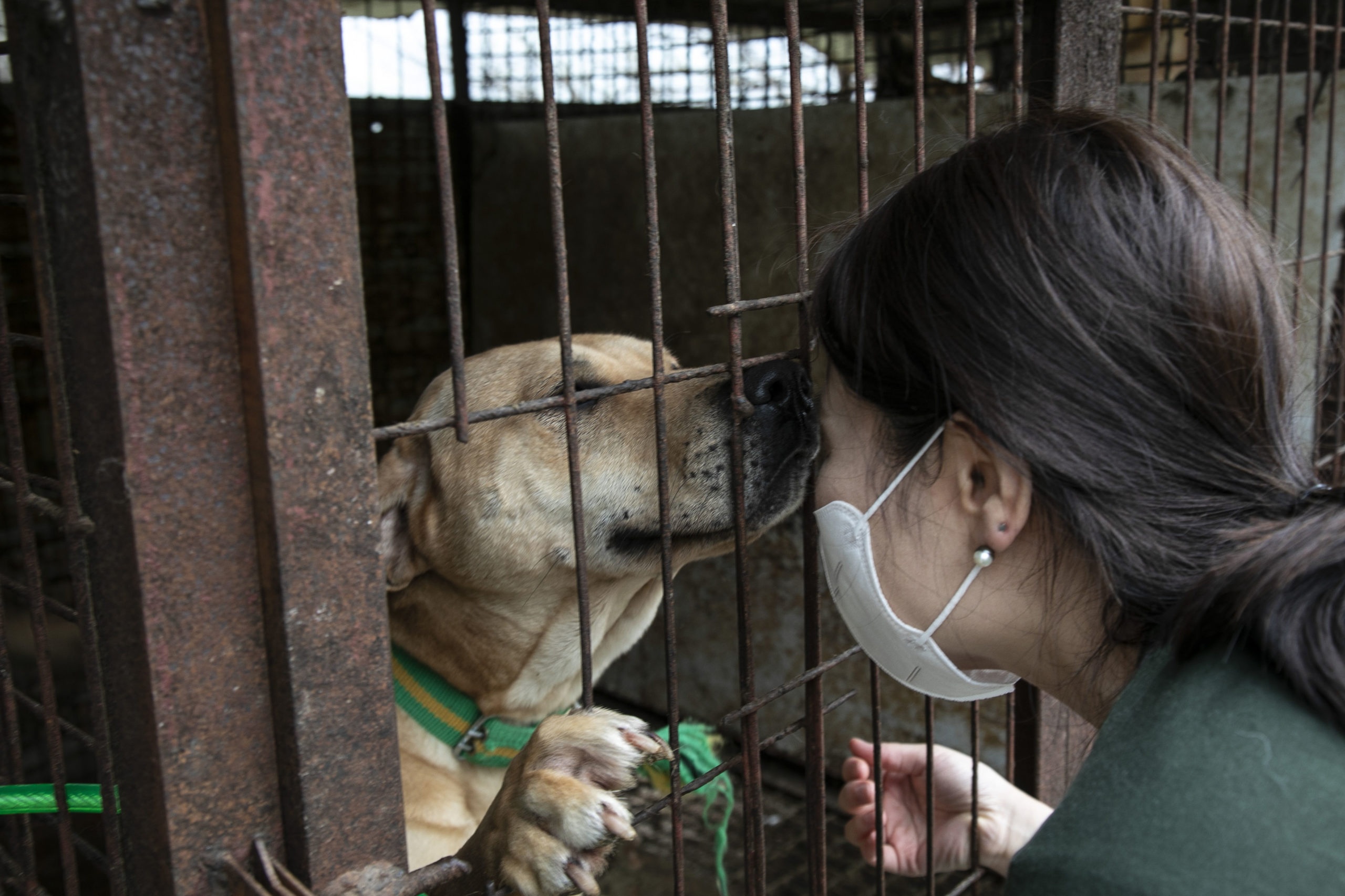 thit cho han quoc anh 3