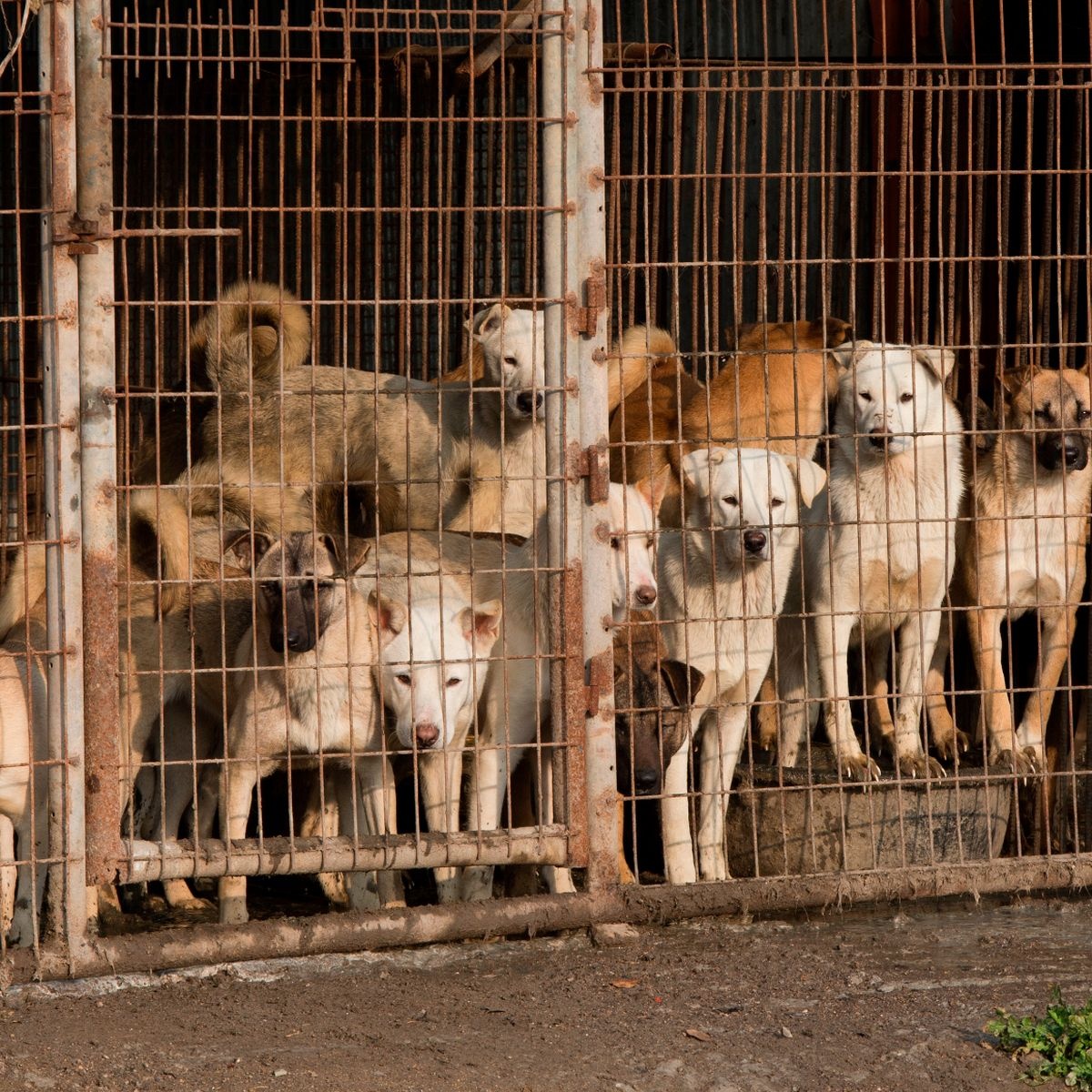 thit cho han quoc anh 5