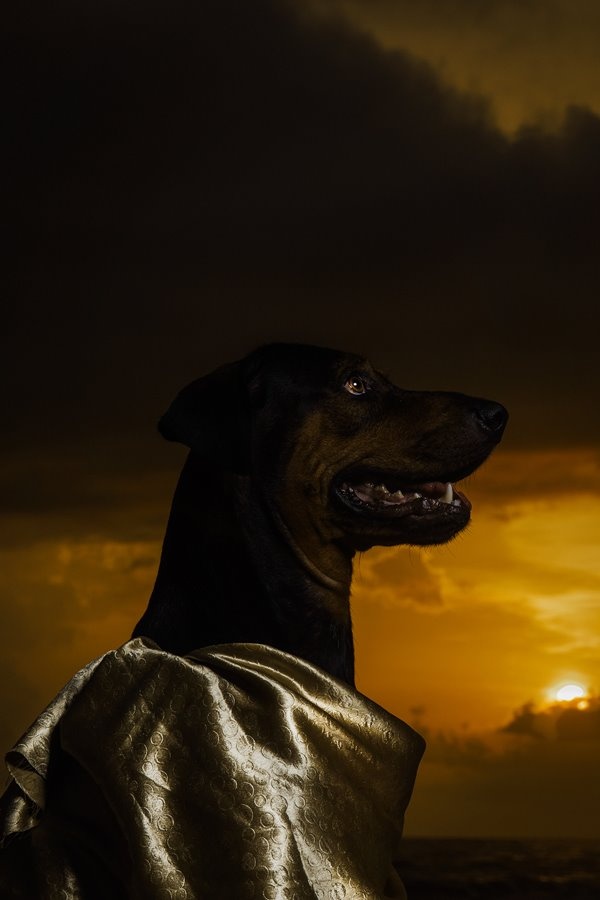 bo toc chau phi anh 6