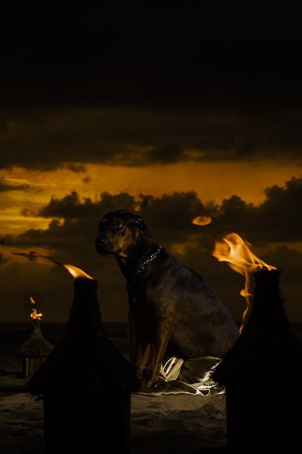 bo toc chau phi anh 7