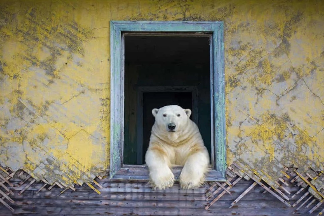 Dan gau Bac Cuc song trong nha hoang hinh anh