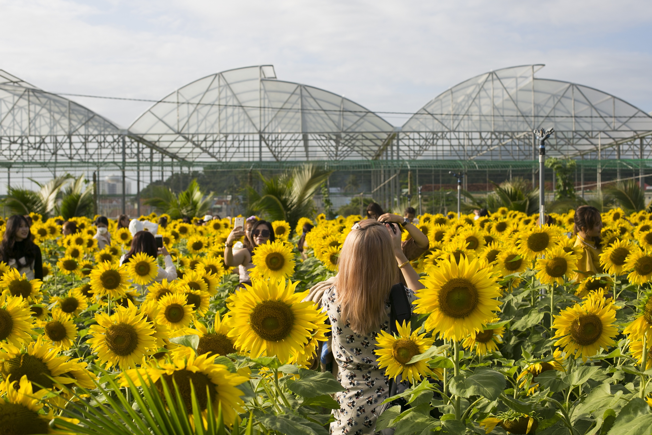 vuon hoa huong duong phu yen anh 10