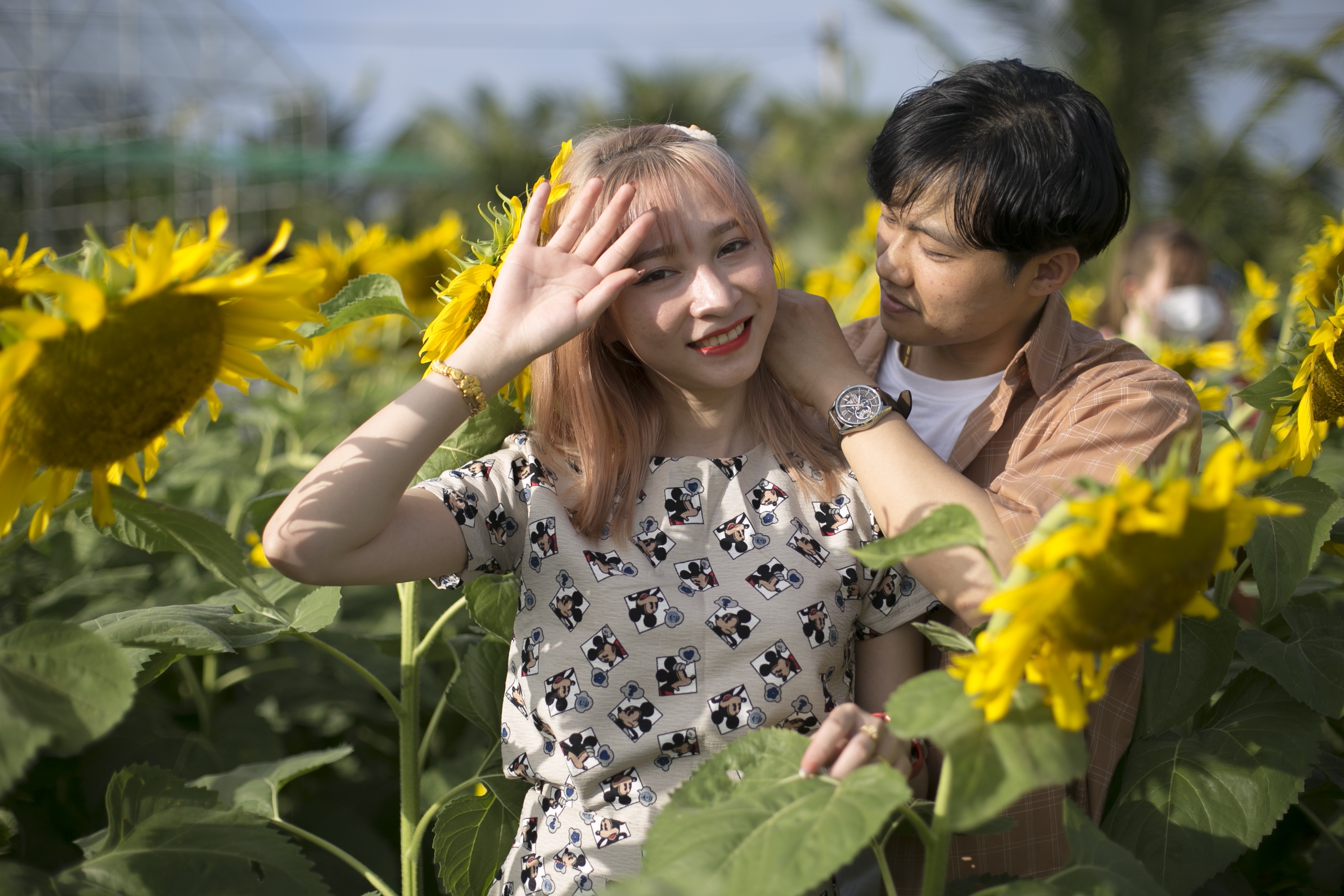 vuon hoa huong duong phu yen anh 2