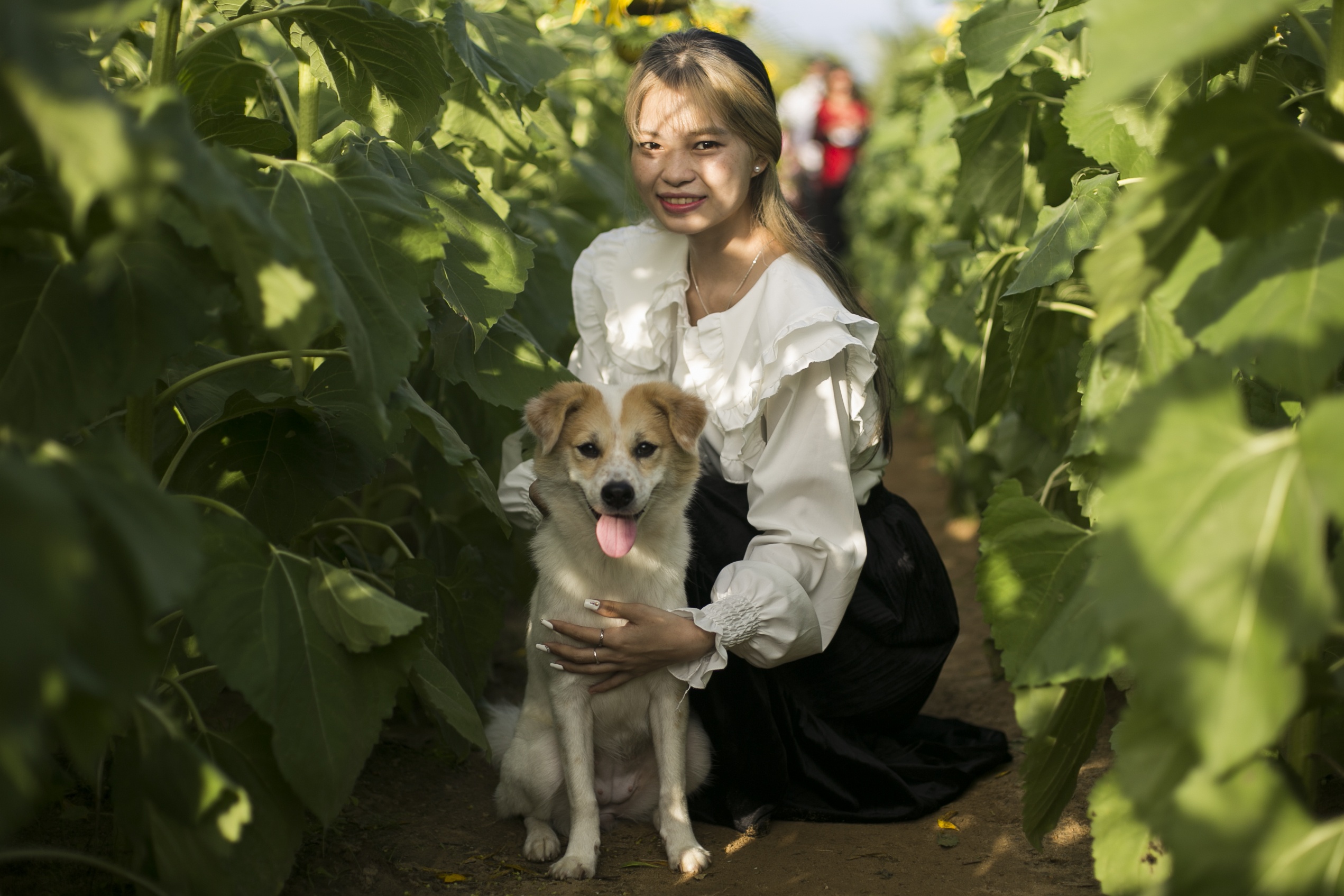 vuon hoa huong duong phu yen anh 3
