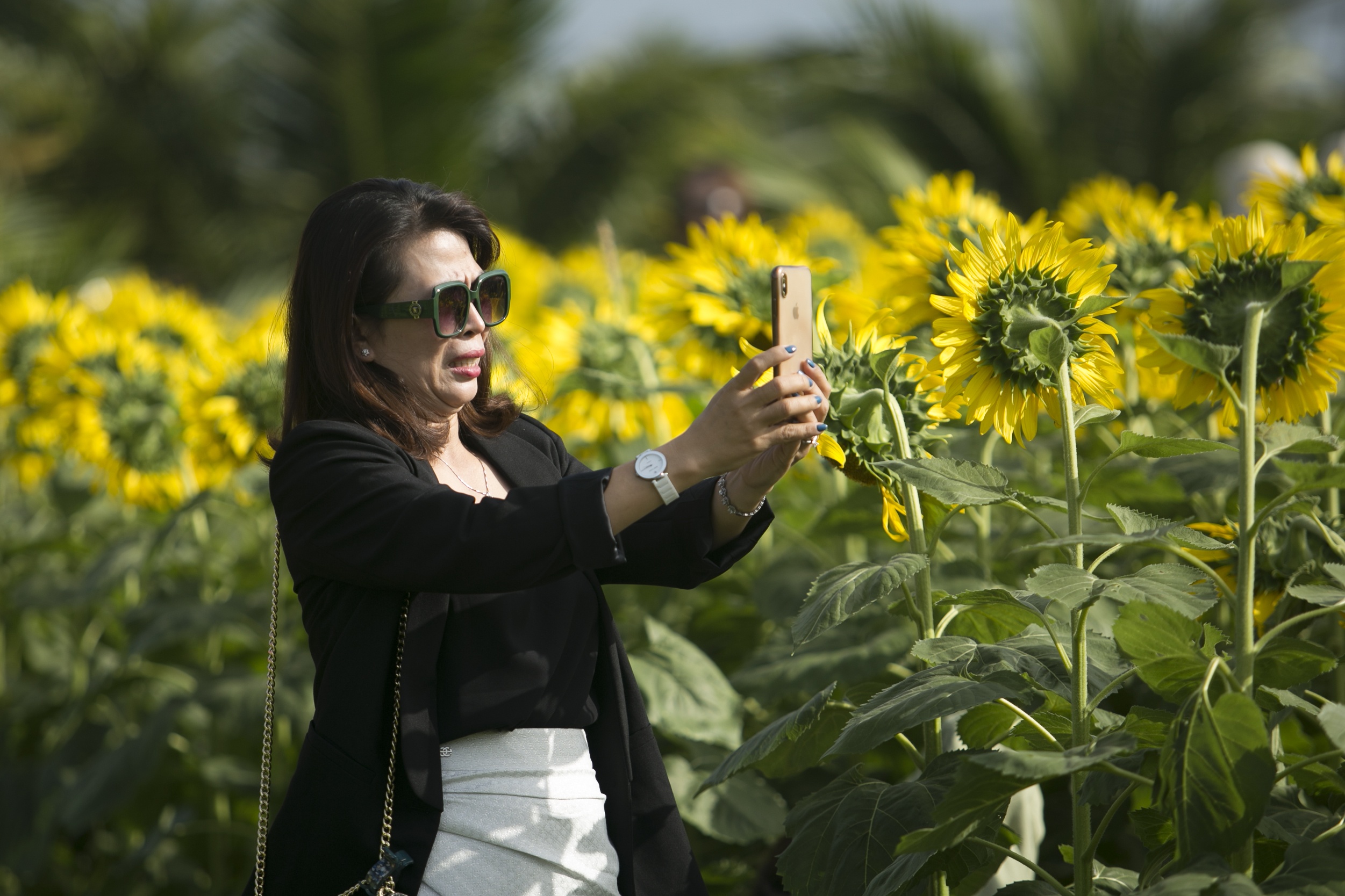 vuon hoa huong duong phu yen anh 4