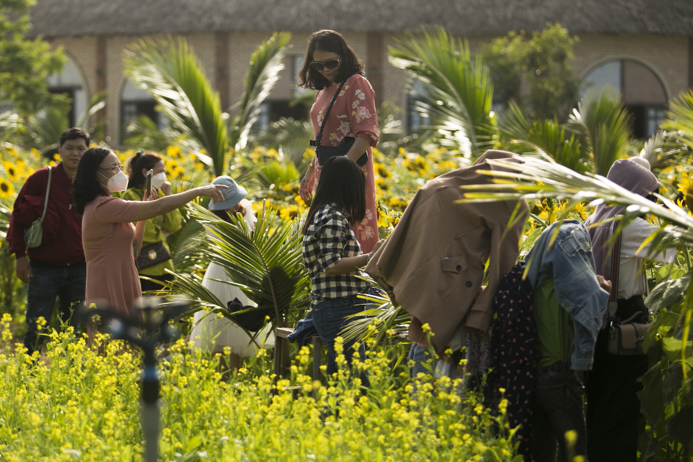 vuon hoa huong duong phu yen anh 5