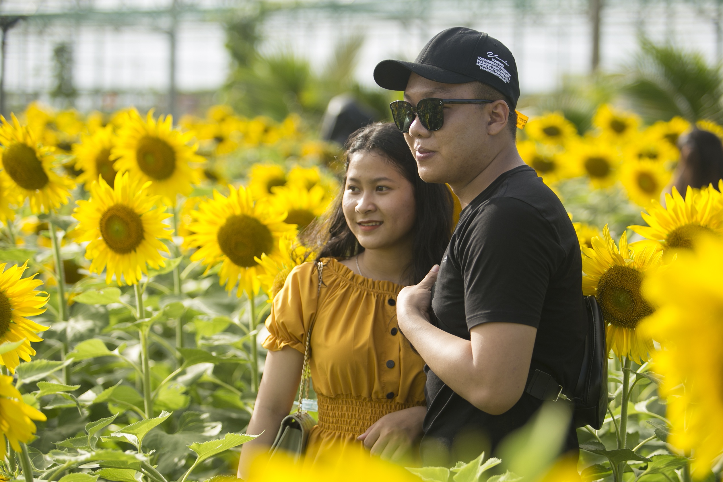 vuon hoa huong duong phu yen anh 8